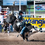 Bull Riding at Innisfail Pro Rodeo